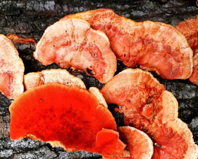 血红栓菌-血红密孔菌