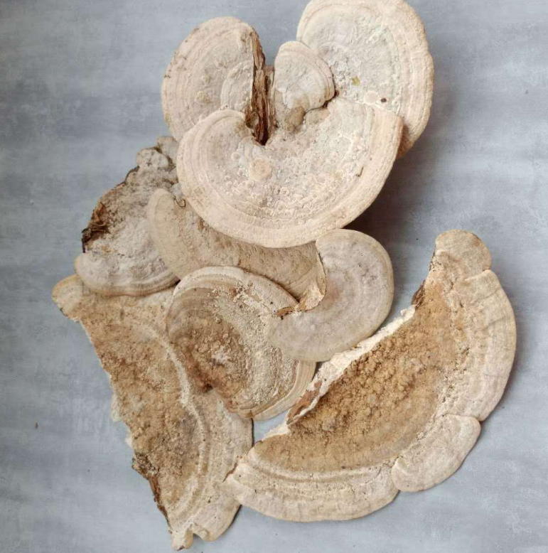 紫椴栓菌-东方栓菌