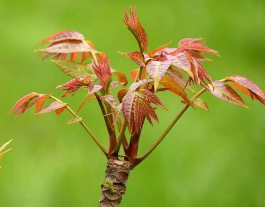 香椿-香椿头-香铃子