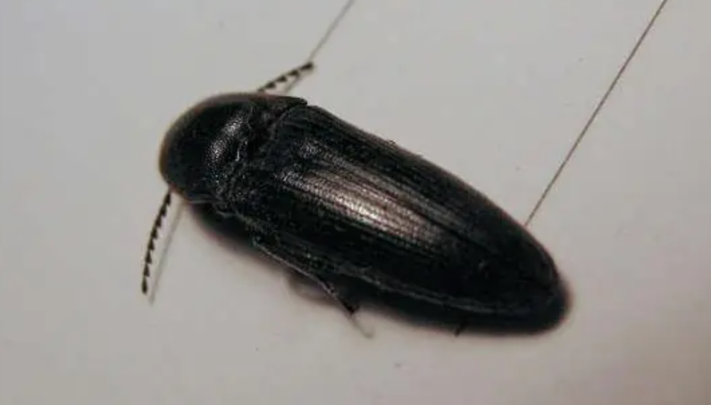 磕头虫-叩甲-叩头虫