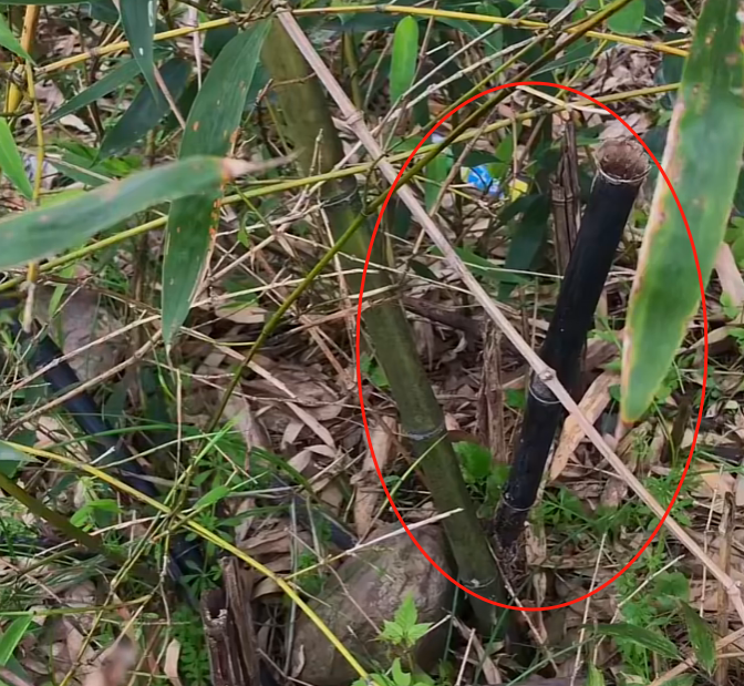 仙人杖-退秧竹-瘪竹