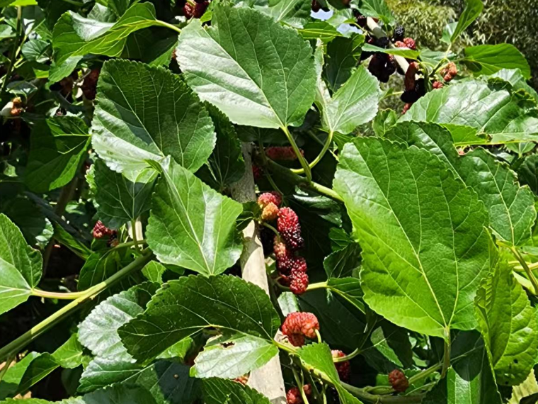 桑树-桑枝-桑白皮