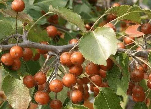 野梨-棠梨-杜梨