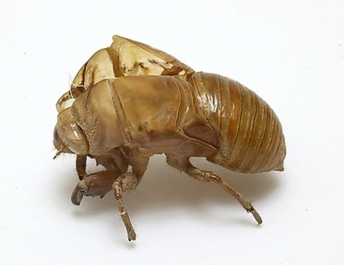 蝉蜕-蝉衣-蝉壳