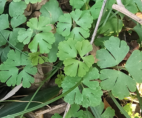 天葵子-千年老鼠屎