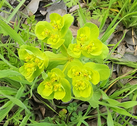 泽漆-五朵云-猫儿眼草