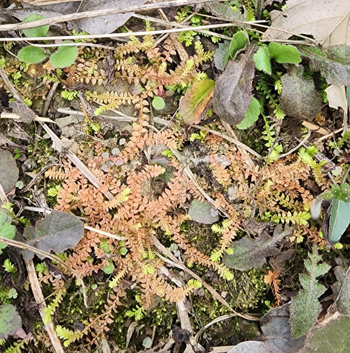 伏地卷柏-小地柏