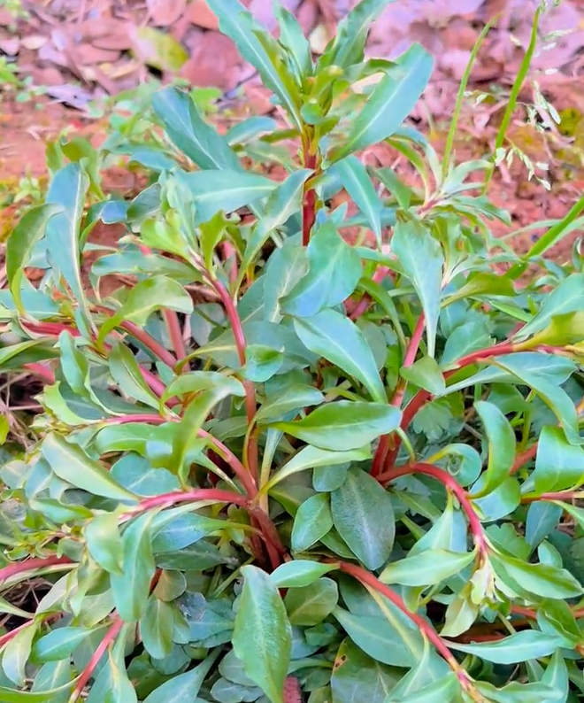 泽珍珠菜-星宿菜-单条草