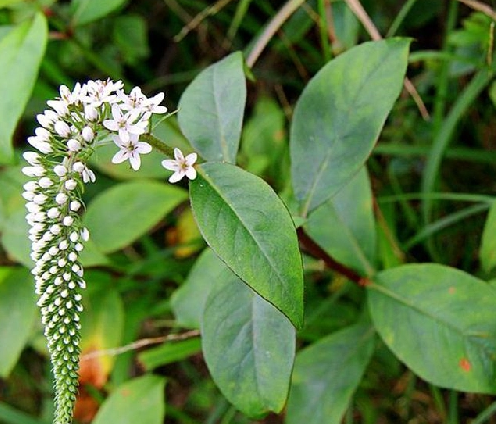 珍珠菜-矮桃-狼尾草