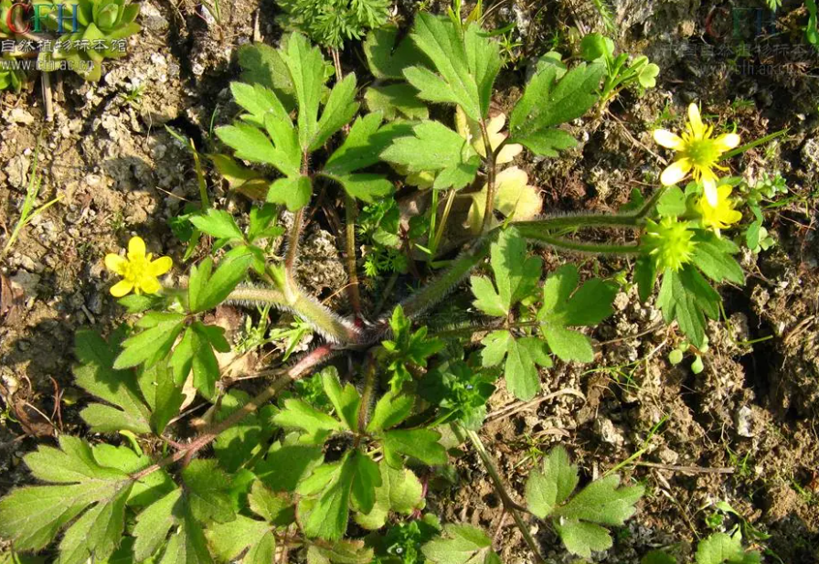 扬子毛茛-鸭脚板草